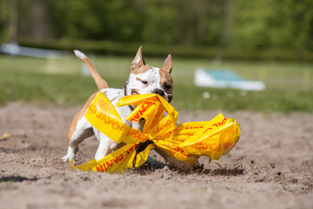 3Y3A7298 26733182591 O