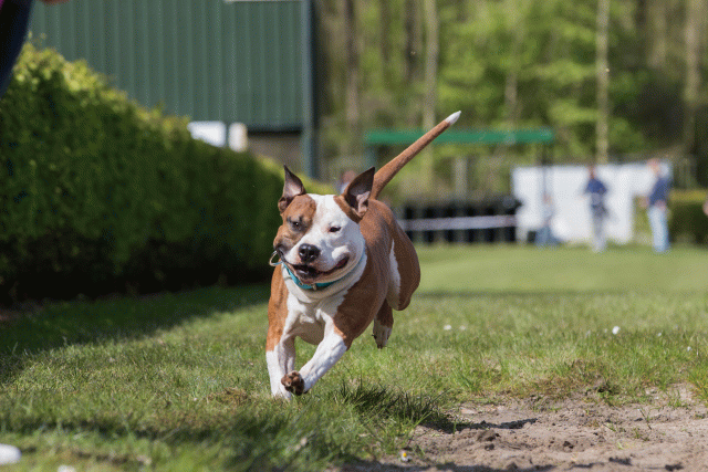 3Y3A7313 26733181101 O