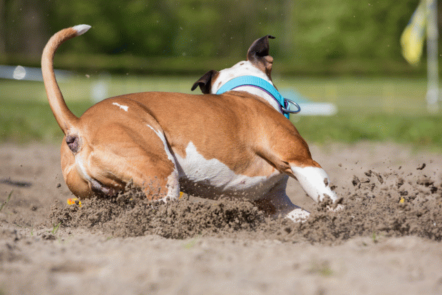 3Y3A7318 26733180651 O