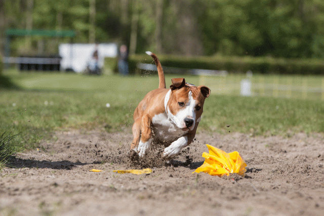 3Y3A7327 26196318943 O