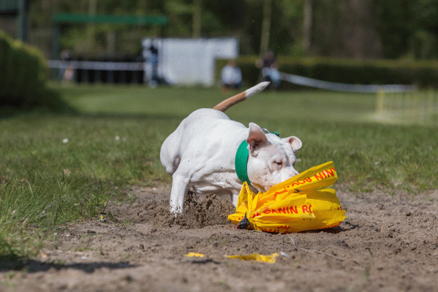 3Y3A7343 26775535456 O