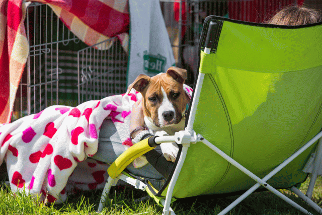 3Y3A7373 26775532016 O