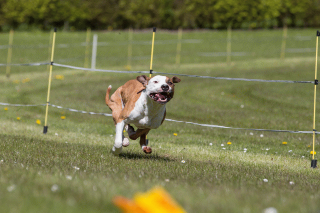 3Y3A7382 26775530996 O