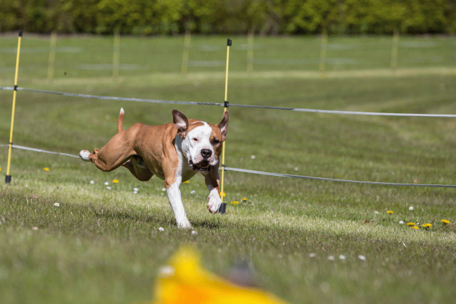 3Y3A7383 26775530776 O