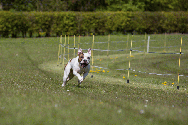 3Y3A7397 26733173851 O