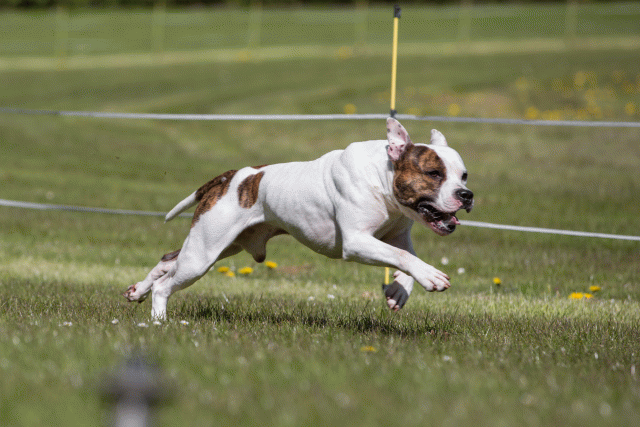 3Y3A7401 26196311853 O