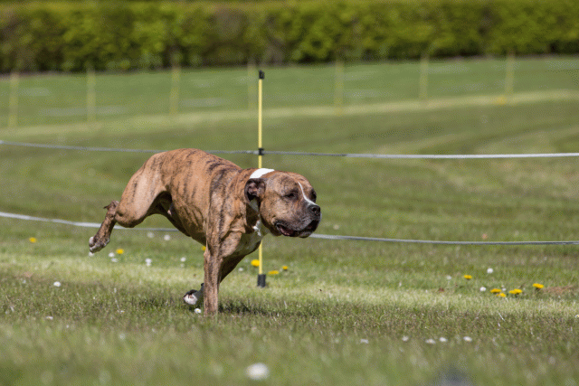 3Y3A7408 26194984354 O