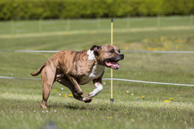 3Y3A7409 26733171491 O