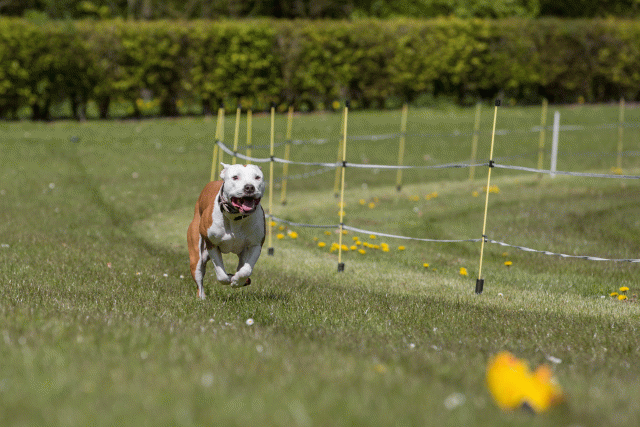 3Y3A7424 26194981384 O