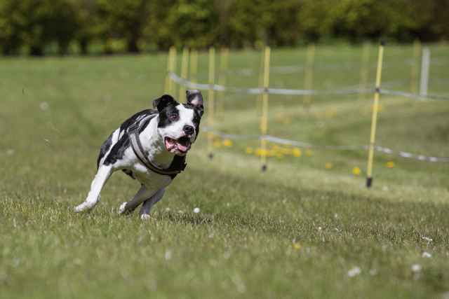 3Y3A7435 26194979234 O