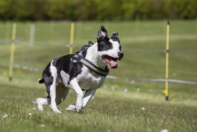 3Y3A7437 26527872610 O