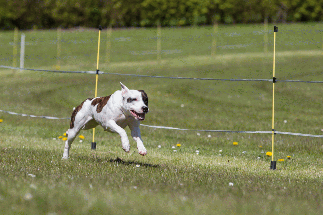 3Y3A7462 26775682706 O