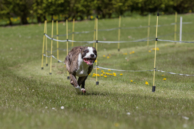 3Y3A7471 26775679776 O