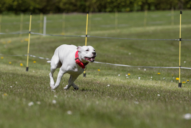 3Y3A7483 26775678146 O