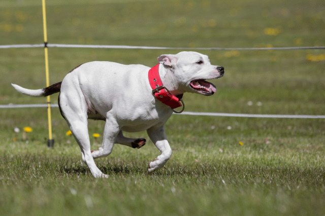 3Y3A7487 26528056560 O