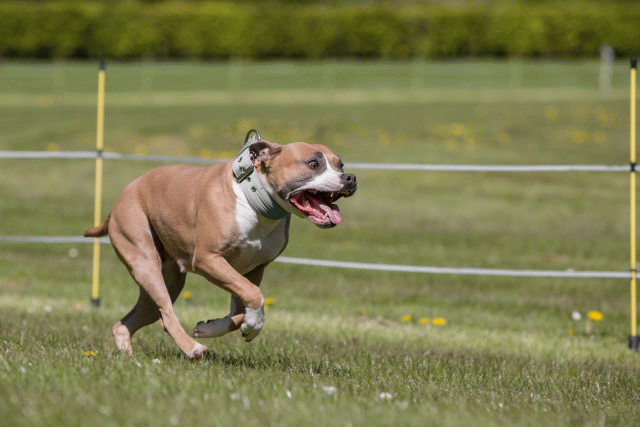 3Y3A7497 26528055280 O