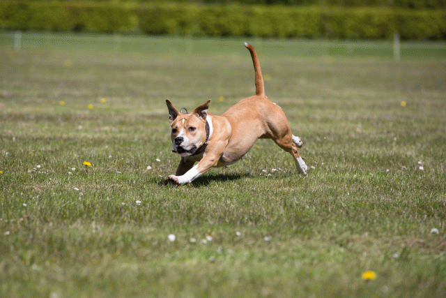 3Y3A7567 26733322461 O