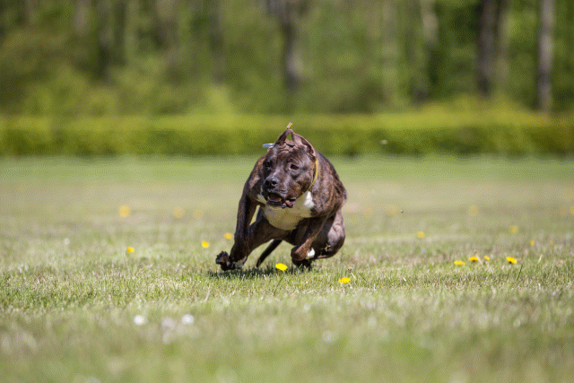 3Y3A7602 26196499283 O