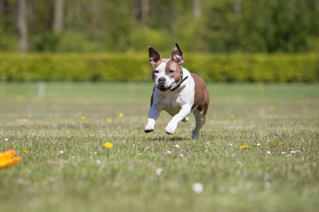 3Y3A7613 26195061544 O