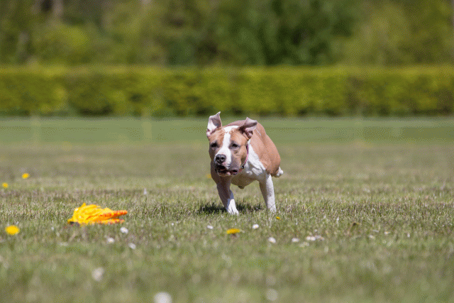 3Y3A7626 26195113994 O