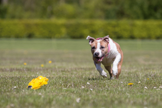 3Y3A7627 26196545963 O