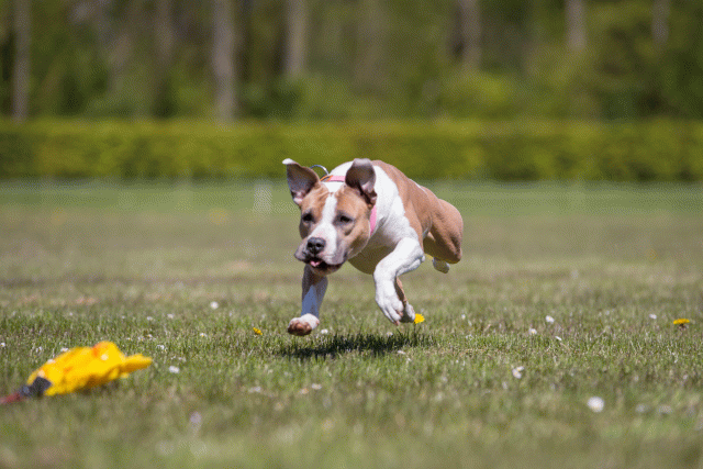 3Y3A7629 26195112984 O