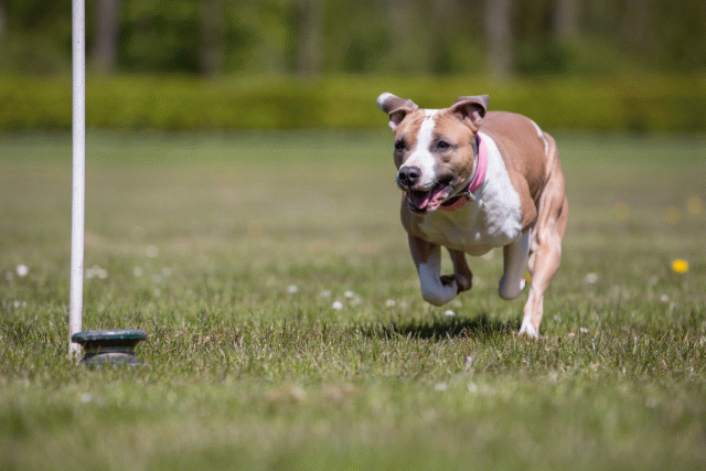 3Y3A7630 26195112664 O