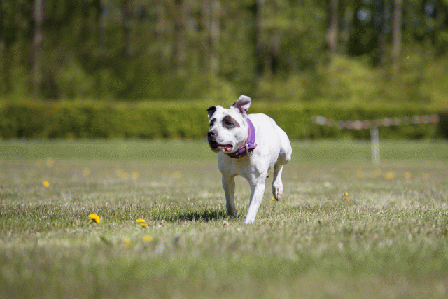 3Y3A7636 26775591316 O