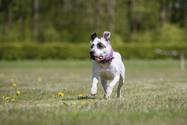 3Y3A7637 26775646866 O