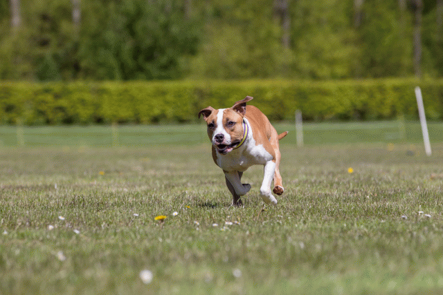 3Y3A7642 26707087772 O