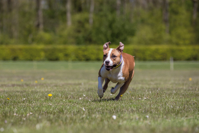 3Y3A7644 26195111034 O