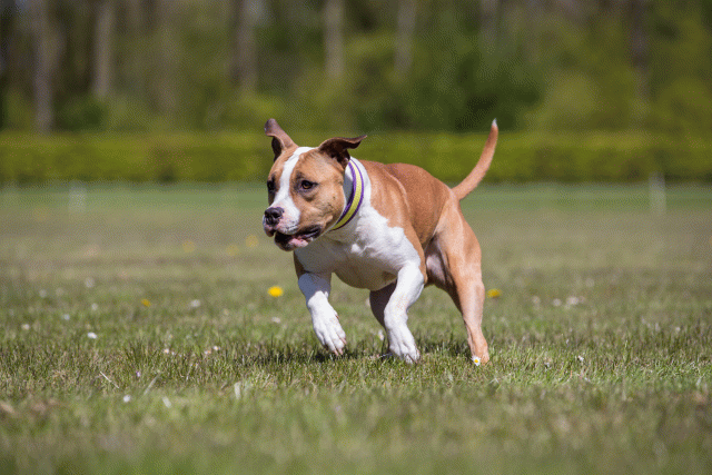 3Y3A7646 26775642756 O