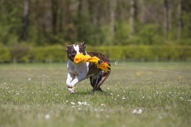 3Y3A7653 26775639106 O