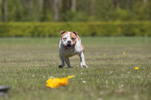 3Y3A7668 26528035160 O