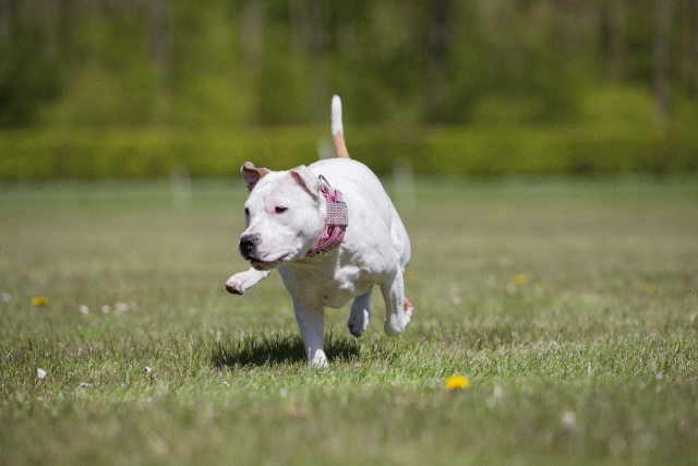 3Y3A7675 26775632606 O