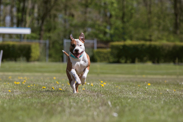 3Y3A7679 26775590686 O