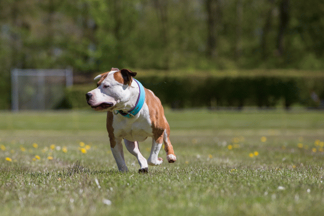 3Y3A7683 26775629016 O