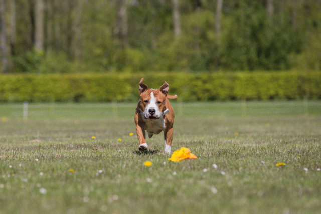 3Y3A7695 26733287551 O