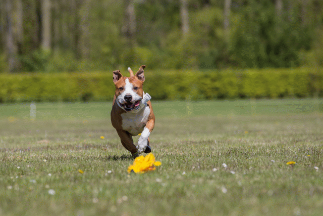 3Y3A7696 26775624106 O