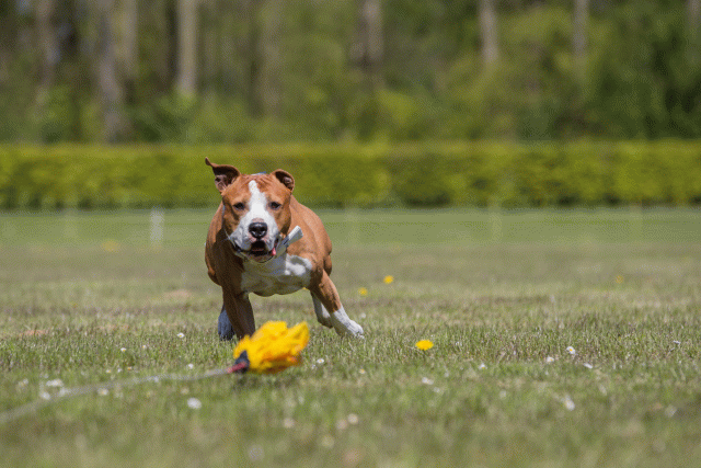 3Y3A7697 26733287141 O