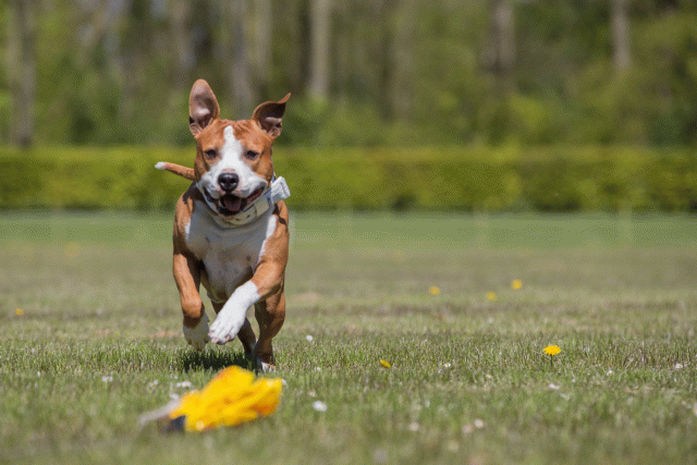 3Y3A7698 26775623316 O