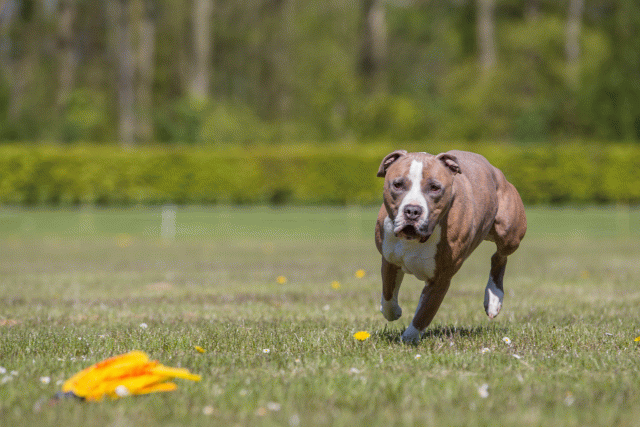 3Y3A7720 26196441153 O