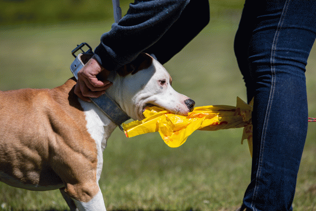 3Y3A7730 26706980412 O