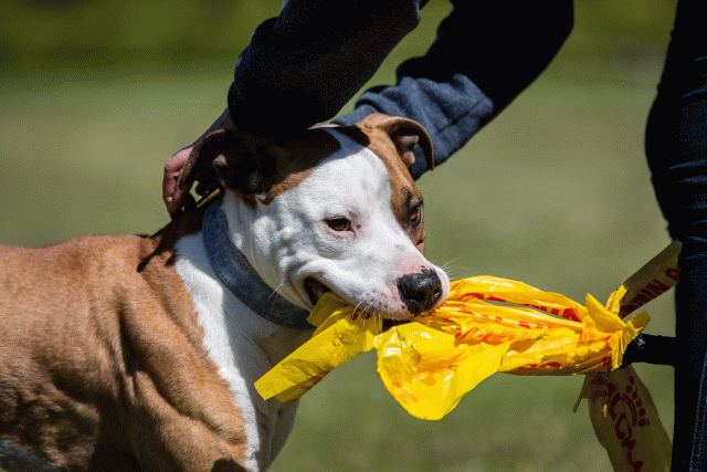 3Y3A7732 26196440323 O