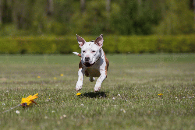 3Y3A7770 26196427013 O