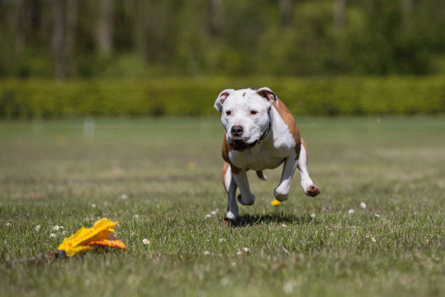 3Y3A7771 26775614526 O