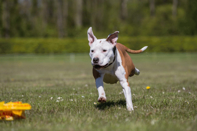 3Y3A7772 26196425973 O