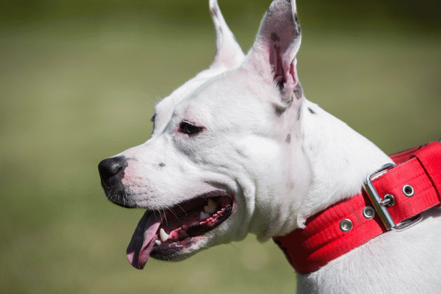 3Y3A7806 26195079234 O