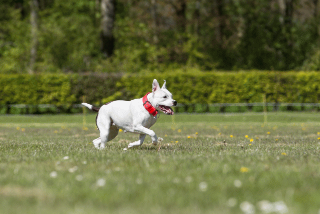 3Y3A7810 26196419103 O