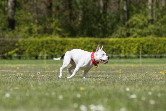 3Y3A7811 26196419003 O